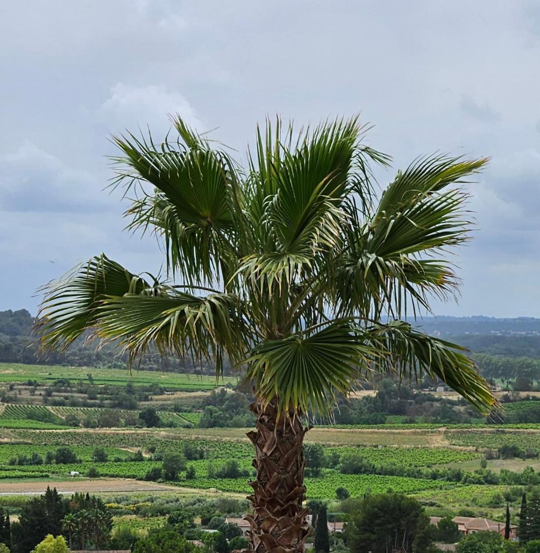 Domaine Du Chene Campagnan